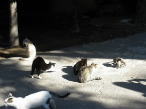 cats in Morocco