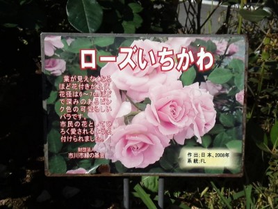rose_ichikawa21