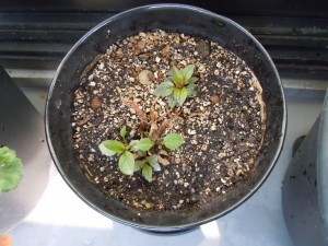 "echinacea in ASK"