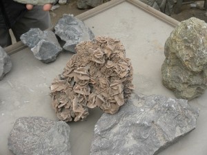 fossil