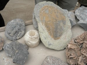 fossil