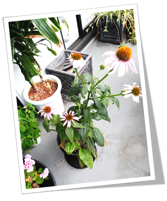 echinacea1