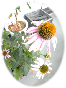 echinacea2