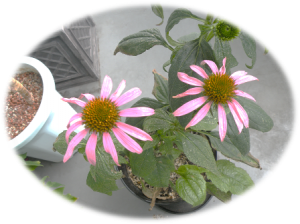 echinacea3