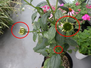 echinacea4