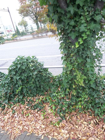 Ivy