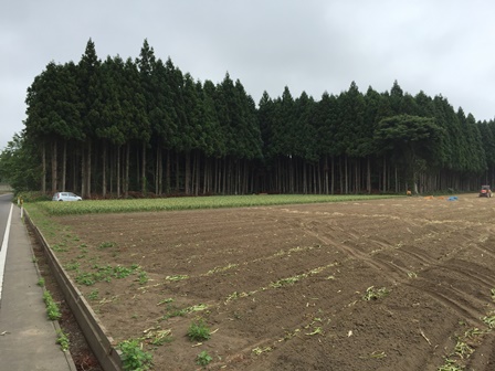 cultivation site