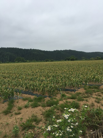 garlic farm