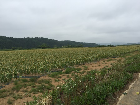 garlic farm2