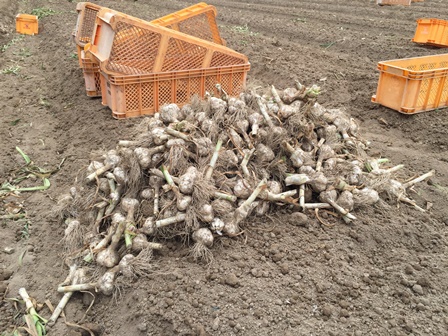 load of garlic