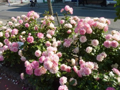 rose_ichikawa10