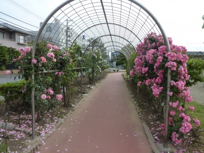rose_ichikawa11