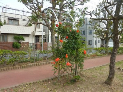 rose_ichikawa12
