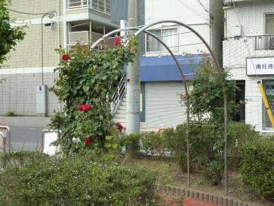 rose_ichikawa13