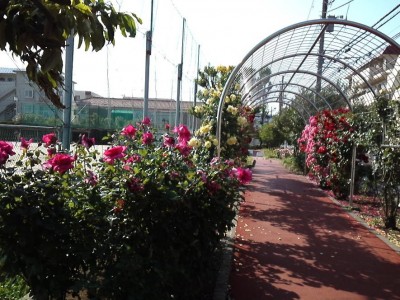 rose_ichikawa14