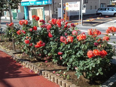 rose_ichikawa15