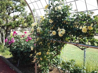 rose_ichikawa16