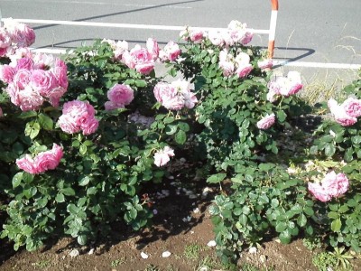 rose_ichikawa20