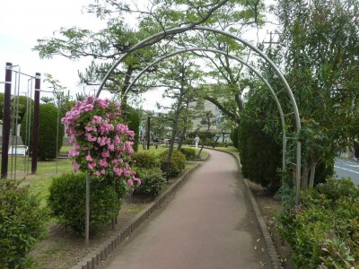 rose_ichikawa6