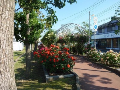 rose_ichikawa8