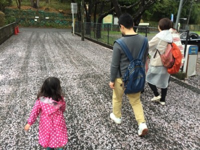 22_sakura carpet